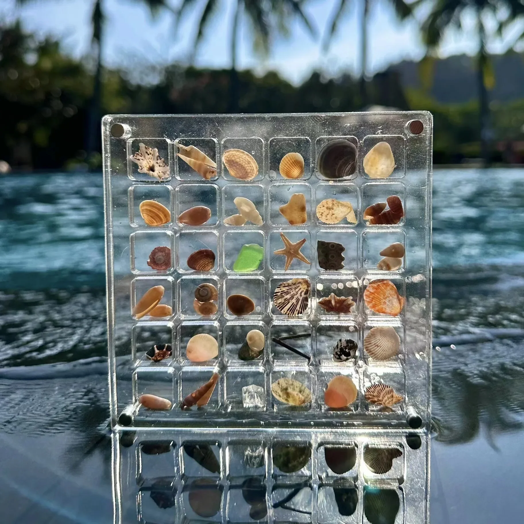 Seashell Display Box 🐚 🪸 - Image 3